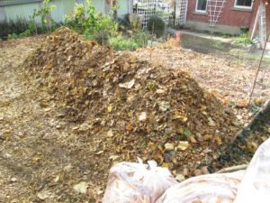 Read more about the article How to Make Leaf Mould and How to Use It